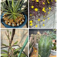 コダカラソウ,サボテン,ルビーネックレス,アガベ,マサイの矢尻の画像