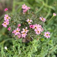 コレオプシス,小さな幸せ♡,ありがとう♡,エリゲロン・midori,小さな花壇・midoriの画像