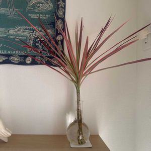 コルジリネ レッドスターの画像