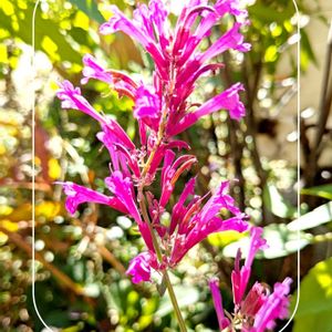 アガスターシェ,シマススキ,ガーデニング,花のある暮らし,小さな庭の画像