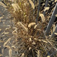 エノコログサの画像