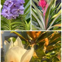 サクラソウ,パイナップル,バンダ,フェイジョア,ワスレナグサの画像