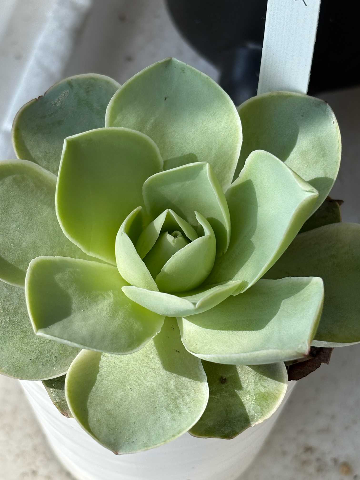 多肉植物　大和美尼　抜き苗　エケベリア 大和美尼（やまとみに）