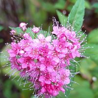 ヒメツルソバ,シモツケ ,GSの繋がりに感謝♡,木曜モフモフ,明日はきっと良い日になるの画像