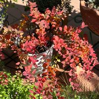 モミジ,シモツケ ,シモツケゴールドフレーム,モミジ(紅葉),小さな庭の画像