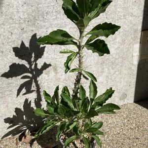 パキポディウム,パキポディウム サンデルシー,パキポディウム・サウンデルシー,多肉植物,塊根植物の画像