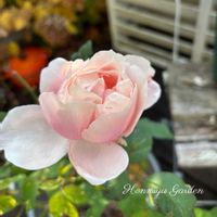 バラ ヘルシューレン,バラ　秋,ナチュラルガーデン,イングリッシュガーデン,ロザリアンの画像