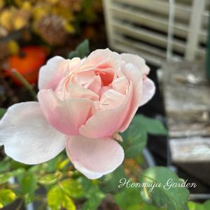 バラ ヘルシューレン,バラ　秋,ナチュラルガーデン,イングリッシュガーデン,ロザリアンの画像