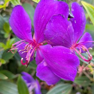 生け垣,植木鉢,吊り鉢,花いろいろ,バラと夢CLUBの画像