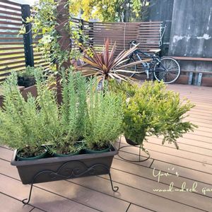 クレマチス,ラベンダー,コルジリネ レッドスター,ラベンダー デンタータ,アカシアテレサの画像