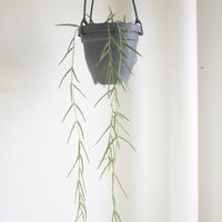 ホヤ・リネアリス,観葉植物,ホヤ,グリーンインテリア,成長記録の画像