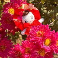 キク,ハイビスカス,パンジー・ビオラ,ビオラ,ビオラ・あんみつももかの画像