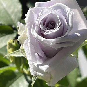 河本ローズ,バラを楽しむ,バラが好き,ベランダでバラ,薔薇　ブルーヘブンの画像