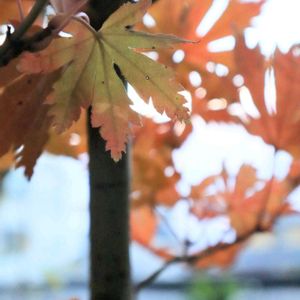 コハウチワカエデ,庭木,ビオトープ,半日陰,紅葉（こうよう）の画像