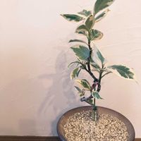 フィカス・ティネケ,観葉植物,観葉植物のある暮らし,観葉植物好き,新芽へのときめきの画像