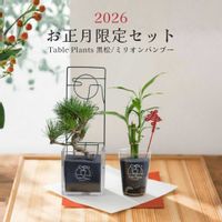 ミリオンバンブー,黒松,観葉植物,Greensnap,植物のある暮らしの画像