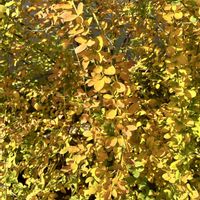 ハギ,我が家の庭の画像