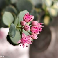 コダカラソウ,斑入りミセバヤ,꒰ღ˘◡˘ற꒱かわゅ~,植物のある暮らし,今日のお花の画像