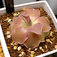 ムシトリスミレ,pinguicura weser,観葉植物,食虫植物の画像