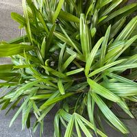 カンノンチクの画像