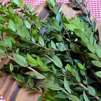 ミント,マートル(ギンバイカ)の画像