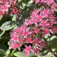 ミセバヤ,ミセバヤ,日高ミセバヤ,ヒダカミセバヤ,ベンケイソウ科の画像