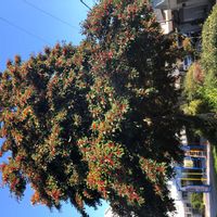 クロガネモチの画像