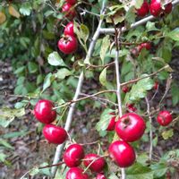 サンザシ,雑草,山野草,野草,花木の画像