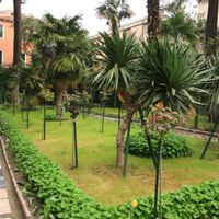 チューリップ,多年草,夜景,観賞用,ユリ科の画像