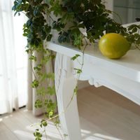 シュガーバイン,レモン,レモンの実,観葉植物,つる性植物の画像