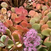 ミセバヤ,越中ミセバヤ,今日のお花,ほしつながり,しゃまのべらんだ♪の画像