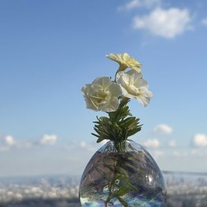 カリブラコア,カリブラコア,レンガ,白い花,空と花の画像