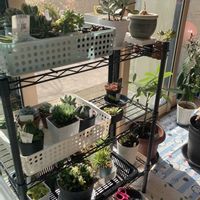 オウレイ,姫秀麗,マッコスの画像