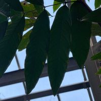 シラカシの画像