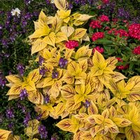 コリウス,コリウス,ジンチョウゲ,トキワマンサク,キンマサキの画像