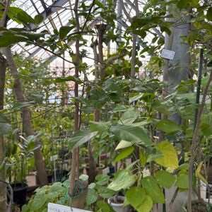 ナツツバキの画像