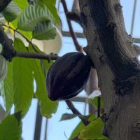 パッションフルーツの画像