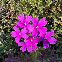 バーベナの画像