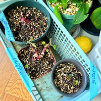 ツルムラサキ,サツマイモ,家庭菜園の画像