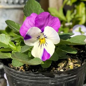 パンジー・ビオラ,ビオラ,種からビオラ,ビオラ ピンクウイング,ソルベXPピンクウイングの画像