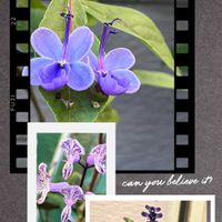 ブルーサルビア,プレクトランサス・モナラベンダー,クレロデンドルム・ブルーウィング,癒し,今日の一枚の画像