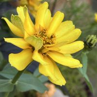 ヒャクニチソウ,ユリオプスデイジー,ベコニア,元気モリモリ,イチゴのお花の画像