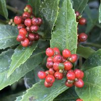 オダマキ,センリョウ,ミセバヤ,元気モリモリ,今日のお花の画像