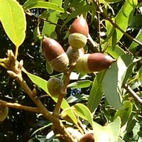 シラカシの画像