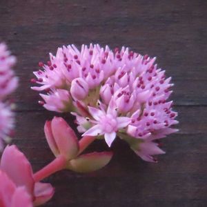 ミセバヤ,ガーデンシクラメン,多肉植物,窓辺の植物たち,花のある暮らしの画像