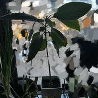 アボカド,アボカド栽培の画像