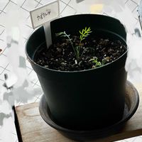 カモミール,ジャーマンカモミールの画像