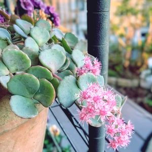 ミセバヤ,多肉,ビオラ,見元ビオラ,見元園芸×花日和コラボビオラの画像