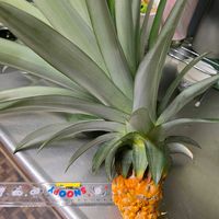 パイナップル,放置栽培,チーム愛知,おうち園芸,チーム宮崎の画像