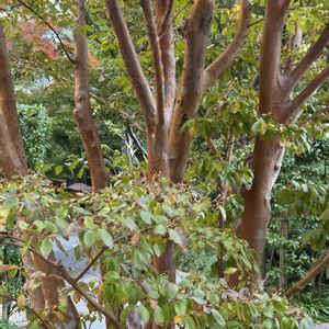 ヒメシャラ,ヒメシャラ,散歩道,日本原産,ツバキ科の画像